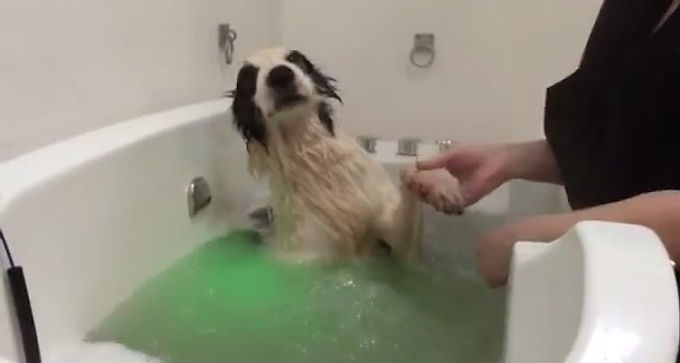 Kip enjoying a Spa Bath